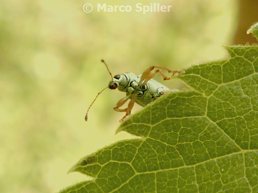 Phyllobius o Polydrusus - Polydrusus formosus